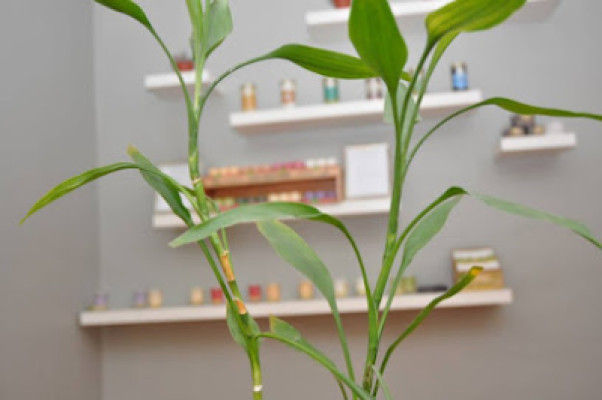 Telo Massage Studio listing photo