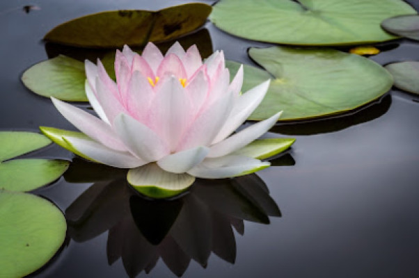 Soothing Oasis Massage listing photo